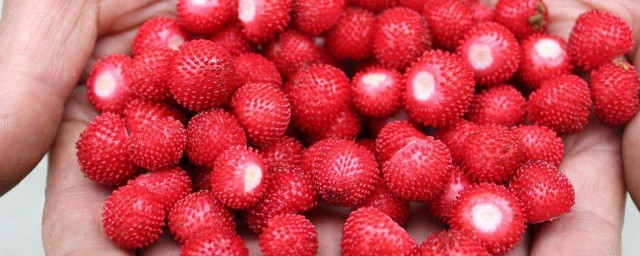 野草莓能吃嗎 詳細解釋一下
