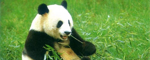 大熊貓吃肉嗎 大熊貓會吃肉嗎?