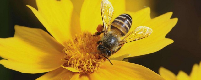蜜蜂蟄消腫的最快方法 蜜蜂蟄消腫怎麼辦