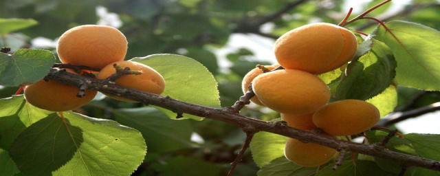 杏的營養價值 杏的營養價值是什麼
