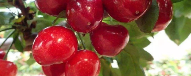大櫻桃的營養價值 大櫻桃對人體的好處