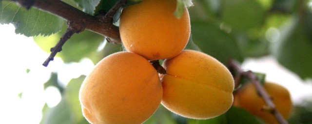 杏的功效與作用 杏的功效與作用介紹