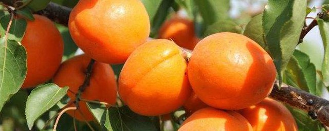 杏子的功效和作用是什麼 杏子對人體的好處