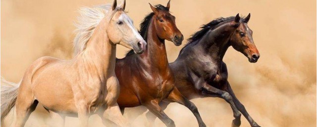 與馬有關的俗語 和馬有關的俗語有哪些
