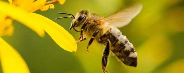 關於蜜蜂的知識 蜜蜂的養殖知識