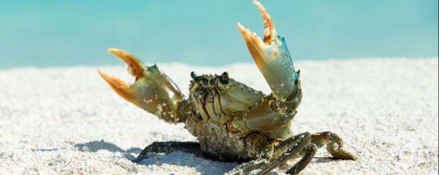 剛死的螃蟹能吃嗎 不能吃死的螃蟹