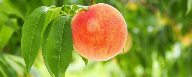 桃子的熱量 桃子含有什麼營養