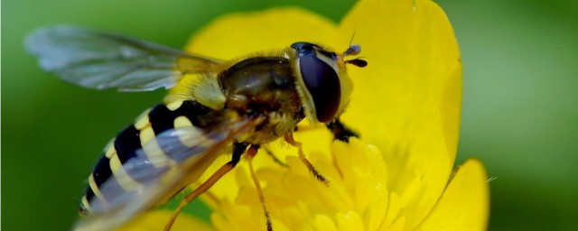 關於蜜蜂的資料 一些關於蜜蜂的資料