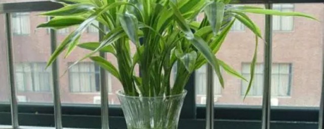開運竹怎麼養 開運竹的養法