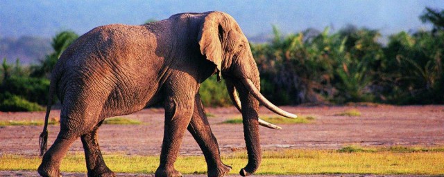 為什麼大象用鼻子吸水不會被嗆到 具體說一下