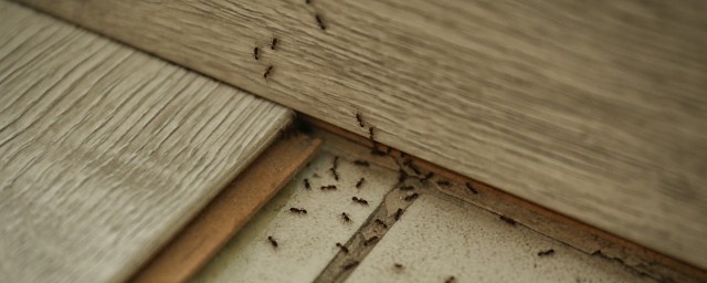螞蟻怎麼消滅用什麼藥 驅離是最好的辦法