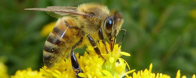 有關蜜蜂的知識 有哪些蜜蜂的知識