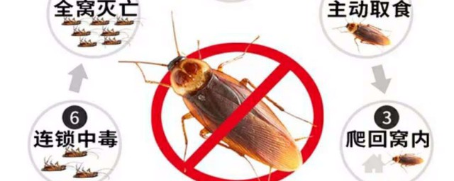 如何滅蟑螂 滅蟑螂的方法