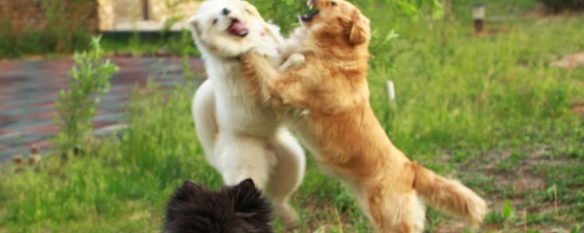 狗狗打架時為何是上嘴咬不是上手撓 狗狗打架時為什麼是上嘴咬