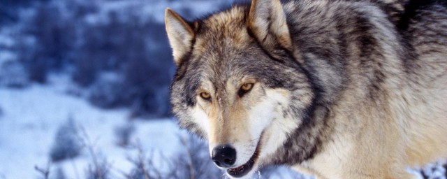 關於狼的諺語 關於狼的諺語列述
