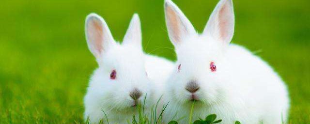 寵物兔的壽命多長 需要註意什麼呢
