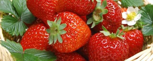 草莓原產地 原產地是南美