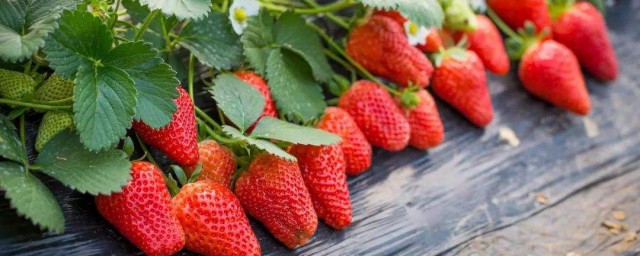 摘草莓的季節 摘草莓是什麼季節