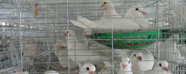 鴿子養殖技術 養殖的時候要註意什麼