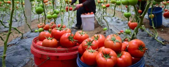 西紅柿種植技術 西紅柿的種植方法