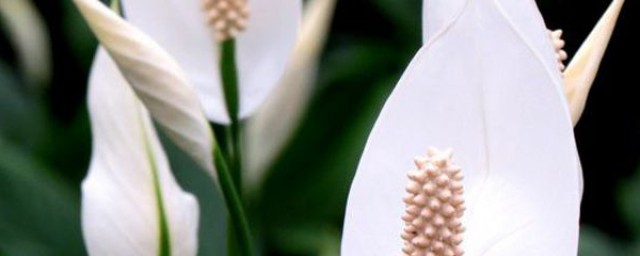 白掌花怎麼種植 白掌花種植方法