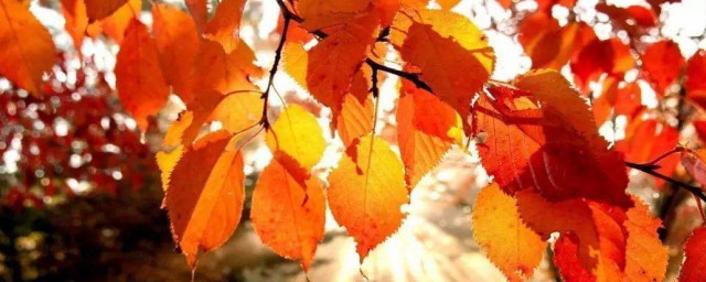 有關秋天的詩詞 有關秋天的詩詞有什麼