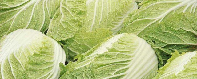大白菜種植時間和方法 大白菜如何種植