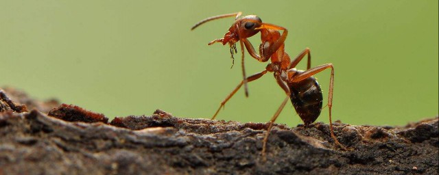 怎麼驅走屋子的螞蟻 驅走屋子螞蟻小妙招介紹