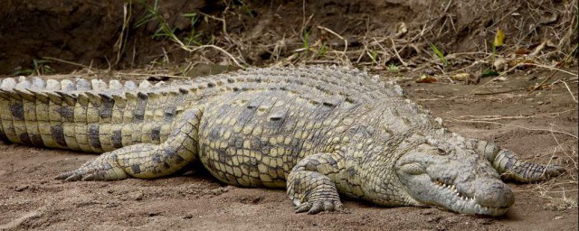 世界上最大的鱷魚 世界上最大的鱷魚介紹