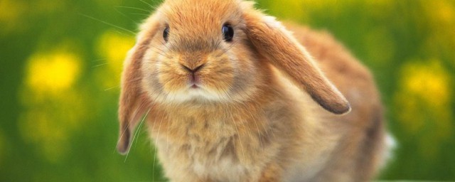 寵物兔好養嗎 兔子分為幾類