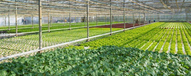 大棚蔬菜種植技術 大棚蔬菜種植技術簡介