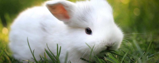 養兔子的方法 兔子喂養的正確方法