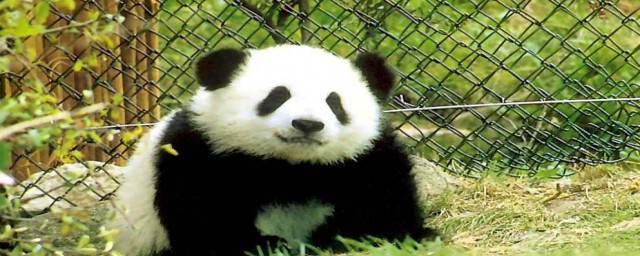 熊貓的故事 熊貓的故事簡述