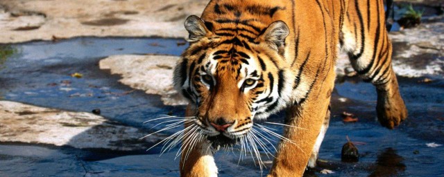 最大的貓科動物 最大的貓科動物是西伯利亞虎