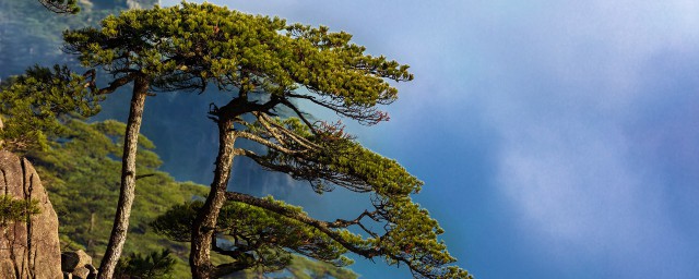 贊美松樹的詩 這五篇古詩描寫的就是松樹
