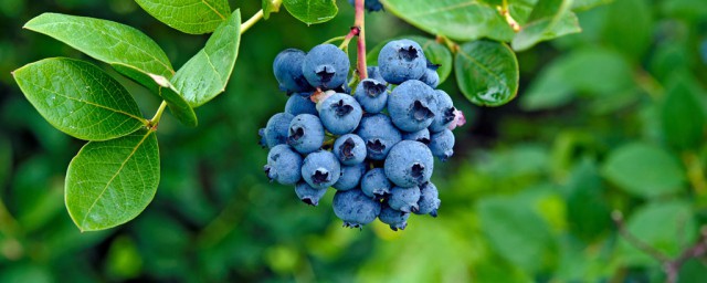 藍莓不能和什麼一起吃 不能和哪些食物一起吃
