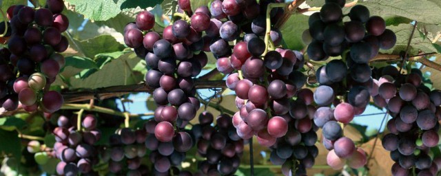 葡萄的營養價值及功效 葡萄簡介