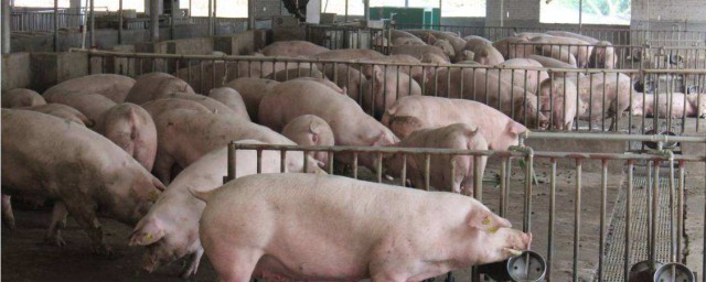 生豬養殖技術 養殖的時候要註意什麼
