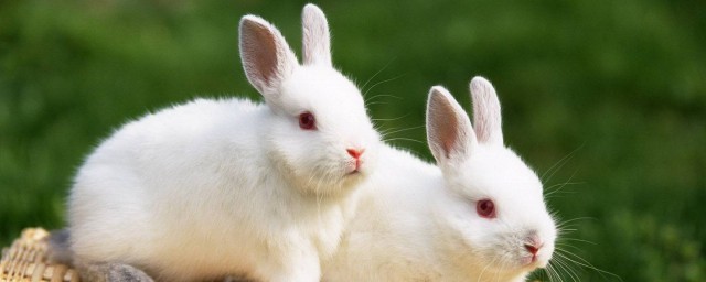 兔子養殖技術 關於兔子的養殖技巧