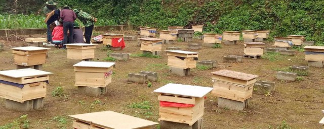 蜜蜂養殖技術 簡單介紹一下
