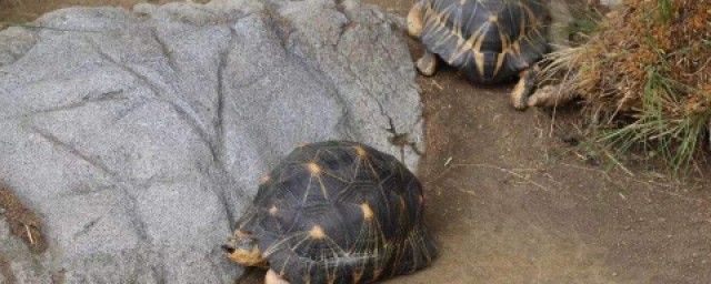 世界上最大的烏龜 烏龜的生活習性
