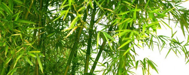 世界上長得最快的植物 長的快的是竹子