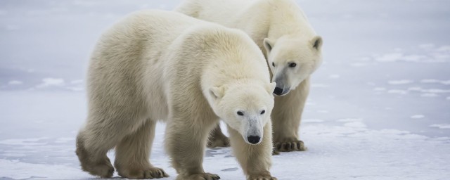 北極熊的皮膚是什麼顏色 北極熊毛是白色的嗎