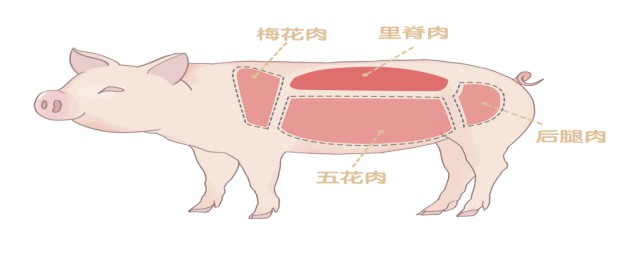 裡脊肉是什麼肉 裡脊肉是指什麼部位的肉