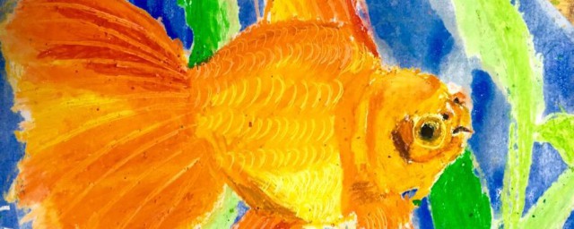 金魚的故事 金魚的故事講述瞭什麼