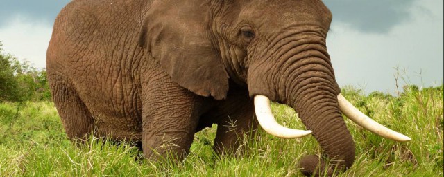 大象一般采取什麼方式防曬 大象一般采取的防曬方式簡述