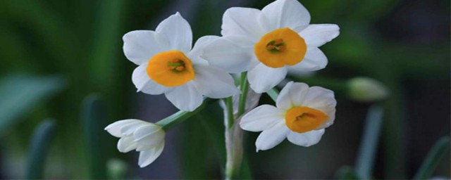 凌波仙子是什麼花 凌波仙子指的是哪種花