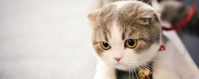 貓咪聞到臭腳後為什麼會張開嘴 貓咪聞到臭腳後張嘴的原因是什麼