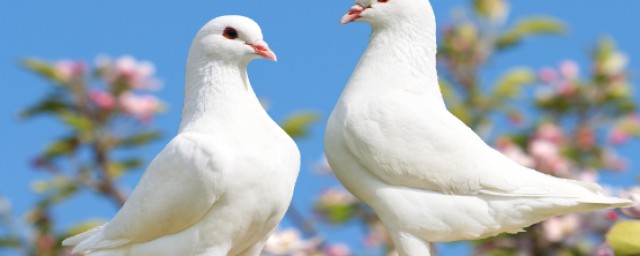 老鴿子的營養價值 鴿子的食用禁忌
