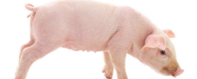 豬流感癥狀 易感人群有哪些